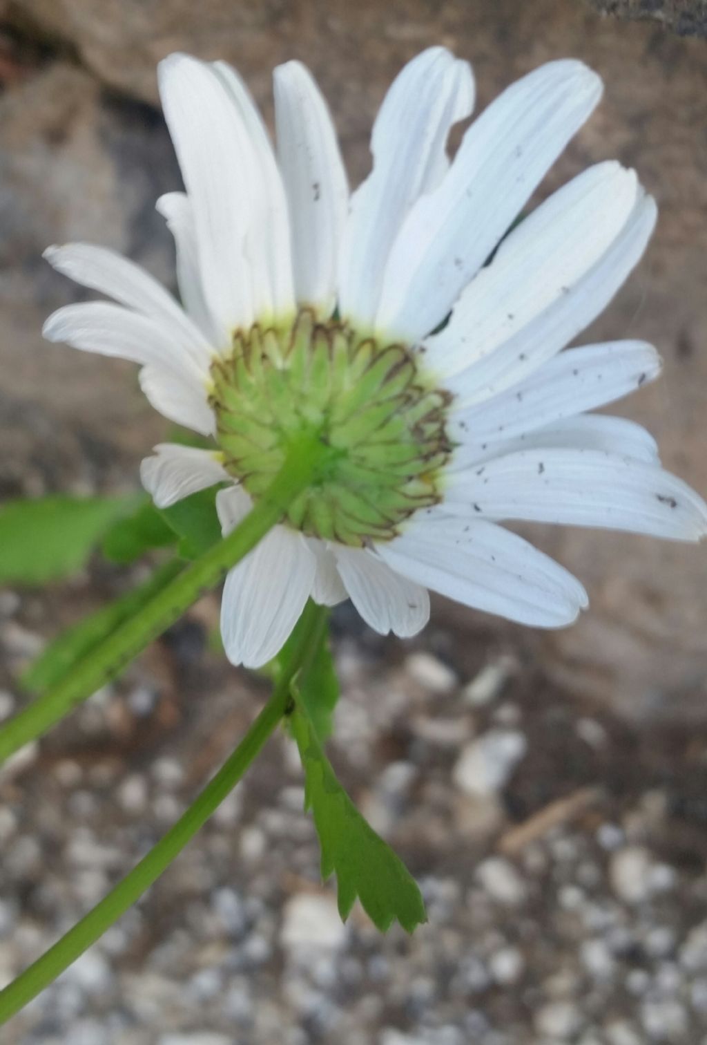 Anthemis. ...no, Leucanthemum sp.